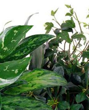 The FTD? Florist Designed Plants in a Basket