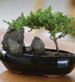 Shogun Juniper Bonsai