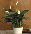 Sympathy Peace Lily