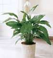 The FTD� Spathiphyllum